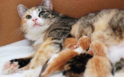Spaying/Neutering: Increase Cat’s Longevity
