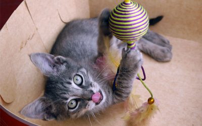 Dementia (Cognitive Dysfunction) Treatments