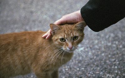 Stray Cat-Caring for One Who Adopts You