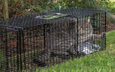 Strays-What to Do When They Approach You