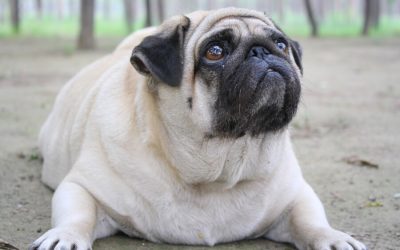Obesity In Dogs: Tips To Help Them Lose Weight