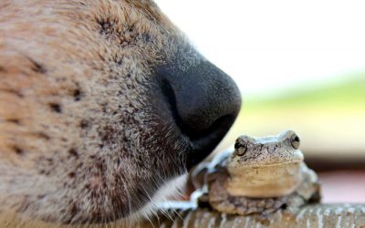 Strange Pet Holidays Like Save the Frogs Day