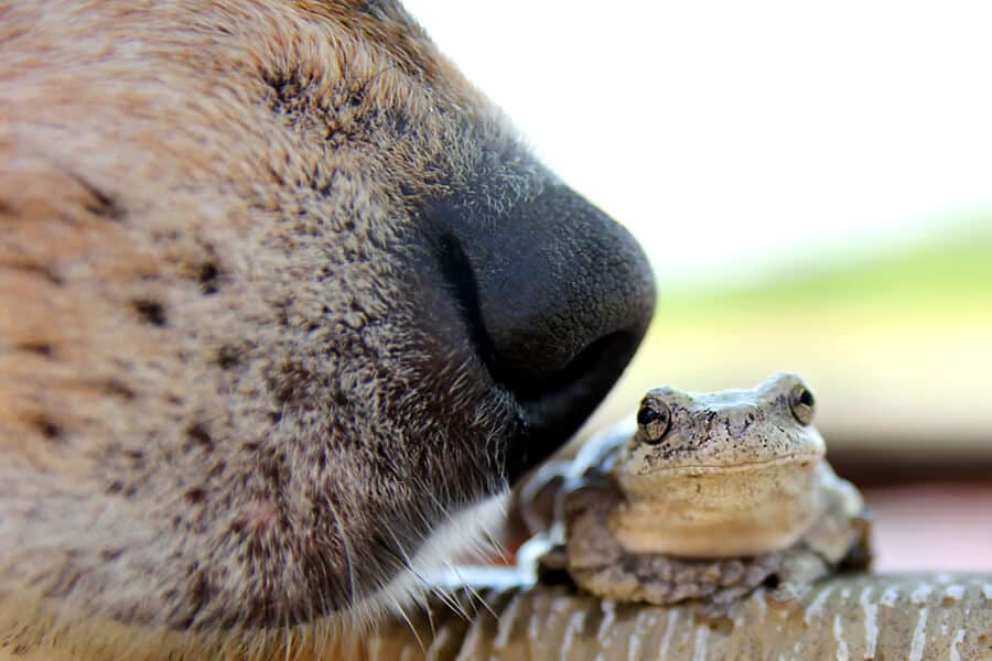 Strange Pet Holidays Like Save the Frogs Day