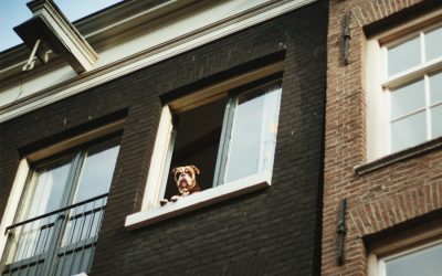 Top 10 Tips for Keeping Dogs in an Apartment