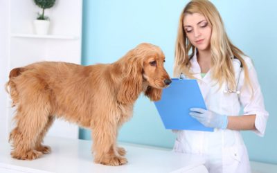 Why Does My Vet Get Poor Reviews?