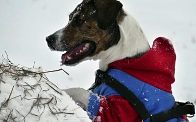 Does My Dog Need A Winter Coat?