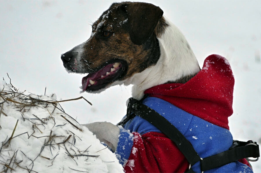 Does My Dog Need A Winter Coat?
