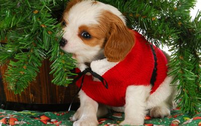 Challenges All New Puppy Owners Face