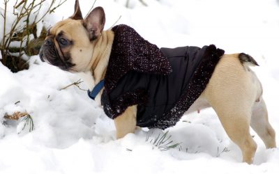Keeping Dogs Warm on Winter Walks