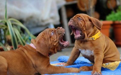 Creating Peace When Dogs Don’t Get Along