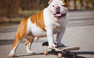 Teaching An Old Dog New Tricks