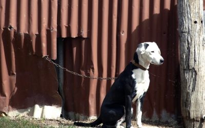 January is Unchain a Dog Month