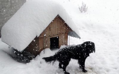 Cold Weather Safety For Pets