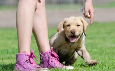 Dog Training Without Relying on Treats