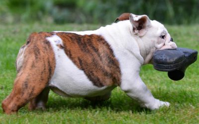 How To Stop Your Dog Stealing