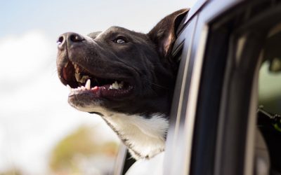 Car Travel Safety For Cats & Dogs
