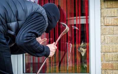 Theft: Tips to Prevent Pets from Being Stolen