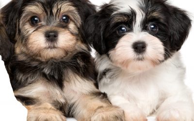 Havanese: intelligent, trainable, energetic