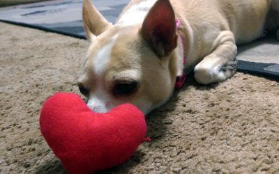 Love Your Pet Day – 5 Fun Celebration Ideas