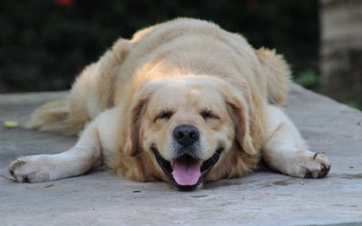 Can Dogs Lose Their Bark?