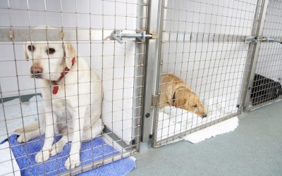 Kennel Cough – What You Should Know