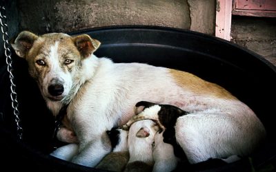 Spay & Neuter Pets for National Spay Day