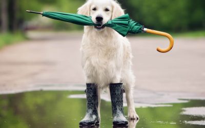 Umbrella: weapon you can use on dog walk