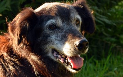 Tips to Keep Your Senior Dog Healthy
