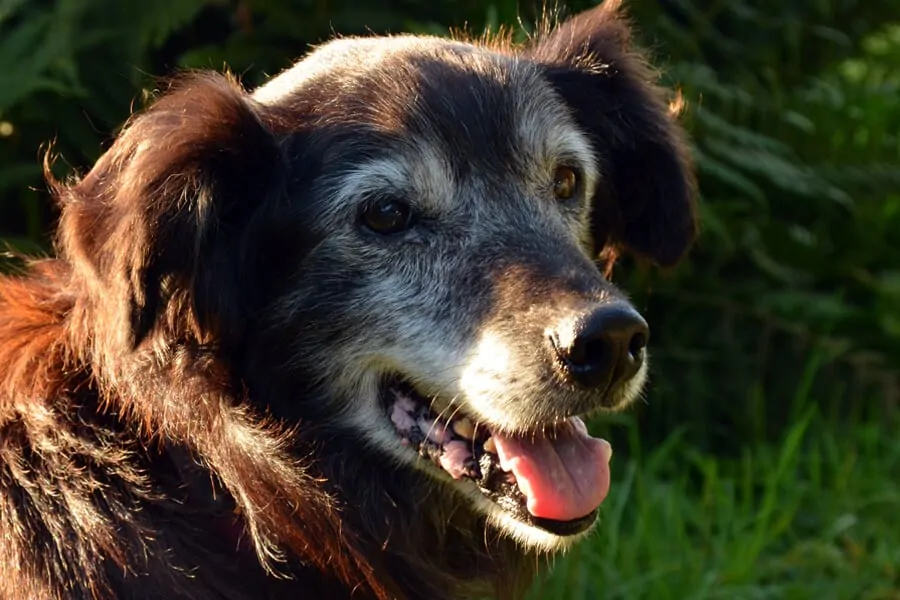 Tips to Keep Your Senior Dog Healthy