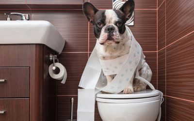 Potty Training Your Dog or Puppy