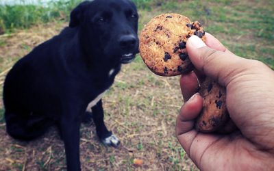 Why Is Chocolate Poisonous To Dogs?