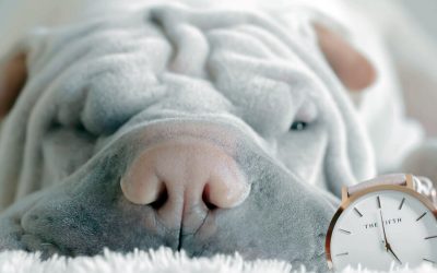 What Does Daylight Savings Mean for Dogs?