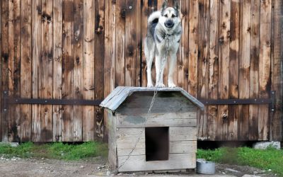 Tethered Dogs: New Restraining Bill in WA