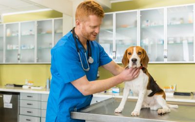 7 Health Tips For Your Dog