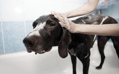 Springtime Grooming Tips: Keep Your Pet TAILored