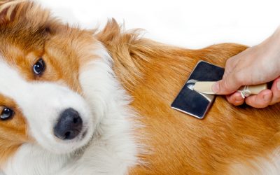 Dog Hair Shedding: 4 Tips to Cope with It