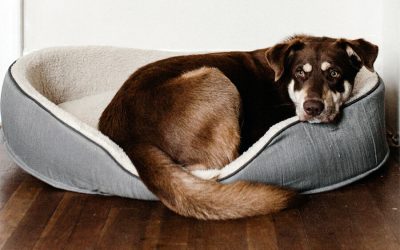 Senior Dog Safety at Home
