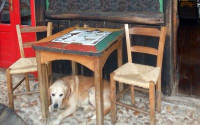 How to Dine Out With Your Dog