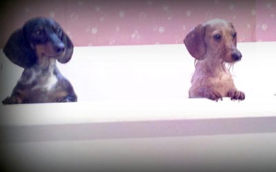 Odors: 5 Tips for Conquering