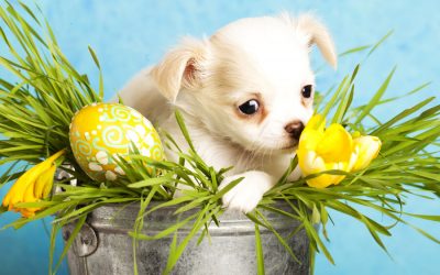Fun Ways to Celebrate Easter with Your Dog