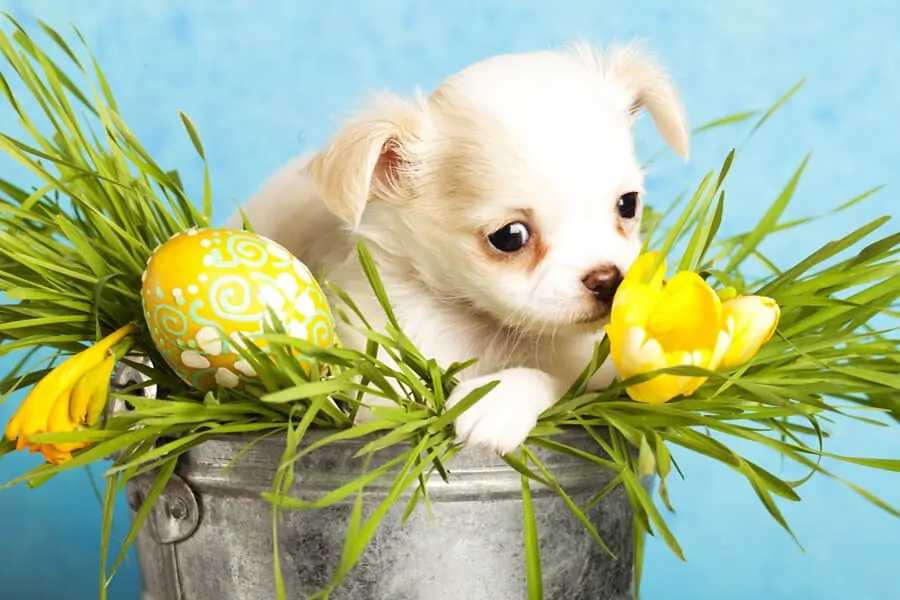Fun Ways to Celebrate Easter with Your Dog