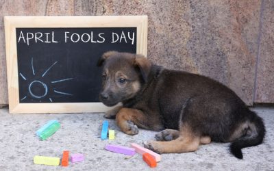 April Fool’s Day Fun – Ways to Include Pet