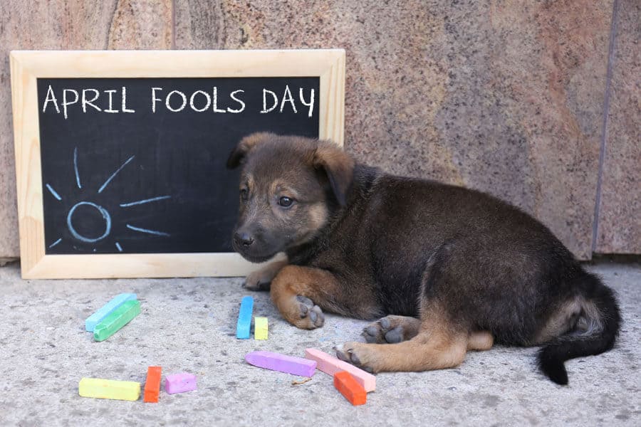 April Fool’s Day Fun – Ways to Include Pet