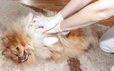 Performing CPR on Your Pet Dog