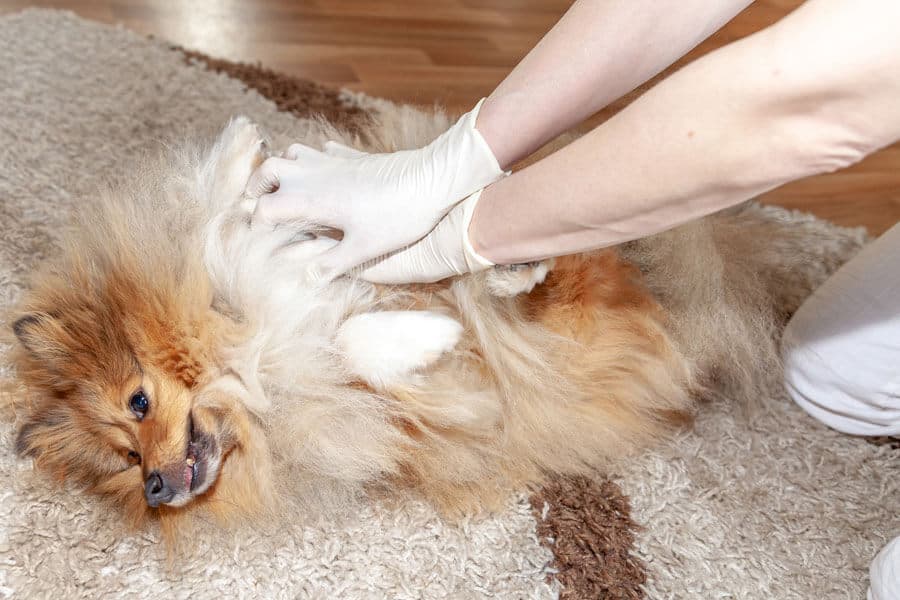 Performing CPR on Your Pet Dog