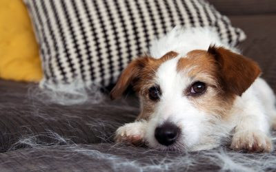 Is Stress Affecting My Dog?