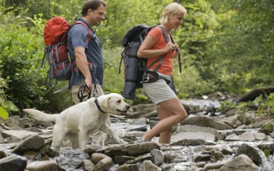 Hiking With Dogs: What You Should Know