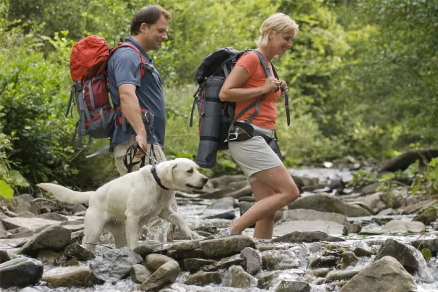 Hiking With Dogs: What You Should Know