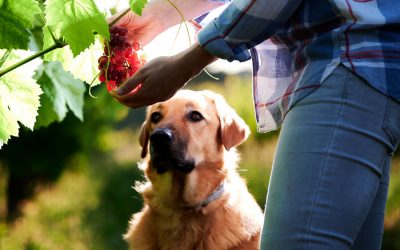Spring Activities You Can Do With Fido!