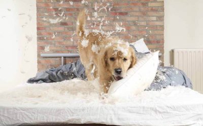 Professional Versus Amateur Walker